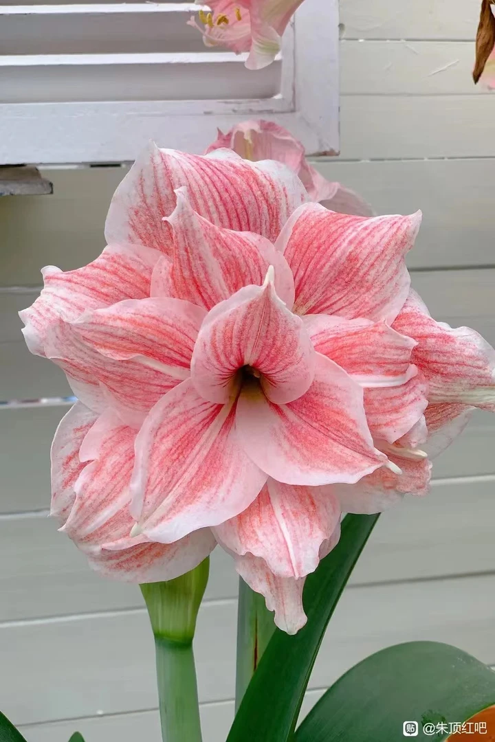 （小花匠花坊）初恋～重瓣，南非进口朱顶红种球（实际偏小）