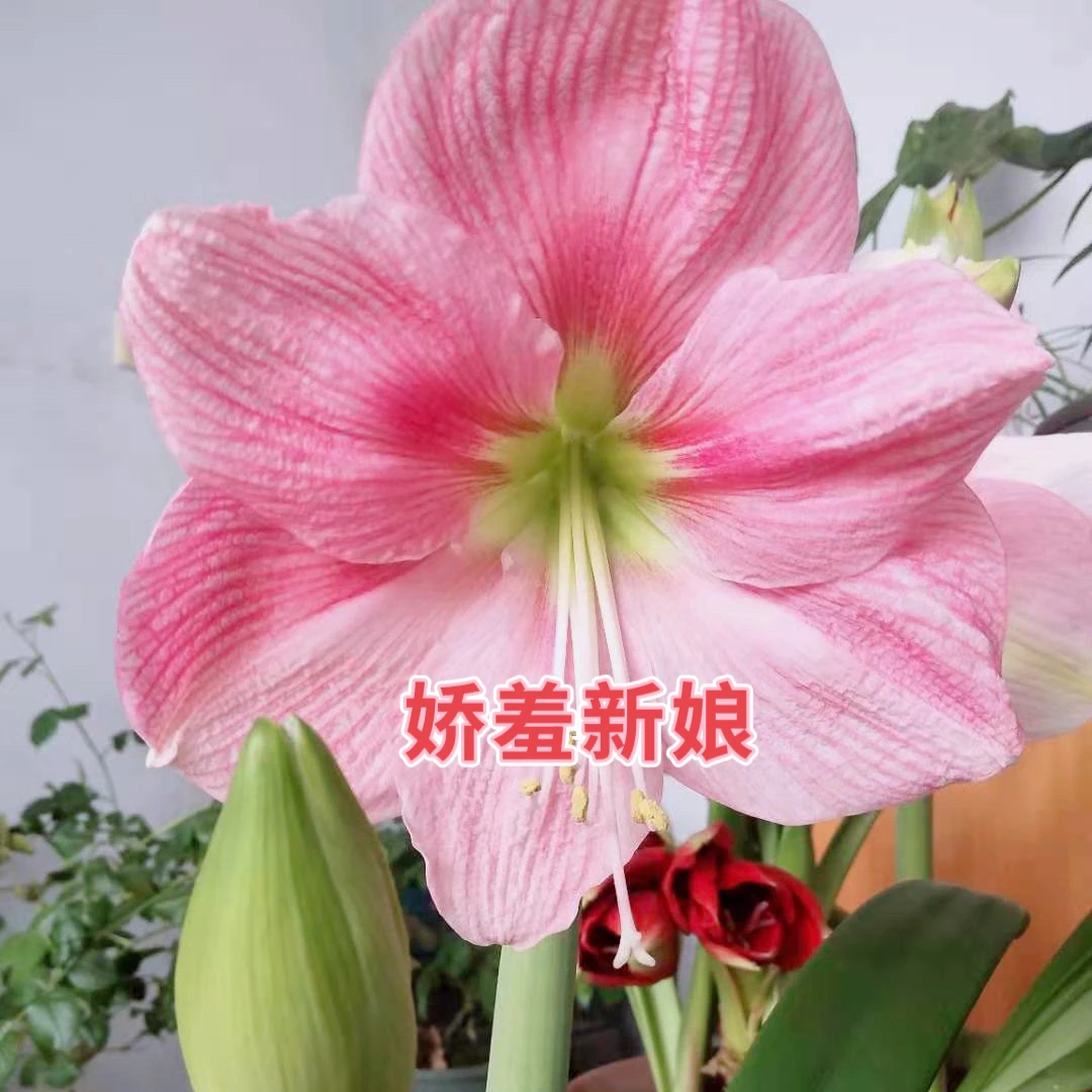 （小花匠花坊）娇羞新娘～单瓣，南非进口朱顶红种球