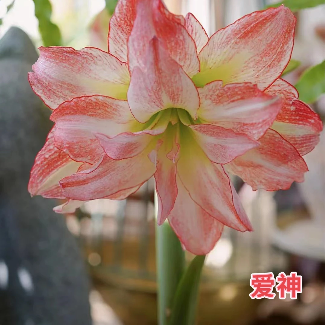 （小花匠花坊）爱神～重瓣，荷兰进口朱顶红种球