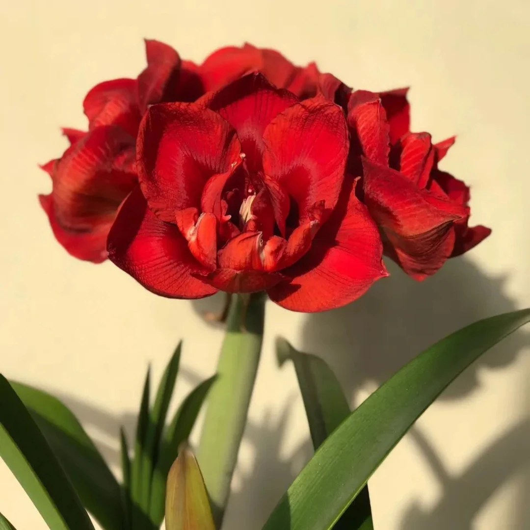 （小花匠花坊）重瓣黑天鹅～重瓣，荷兰进口朱顶红种球