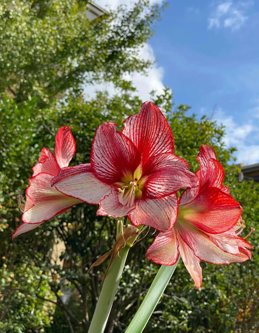 展示大师～单瓣，荷兰进口朱顶红