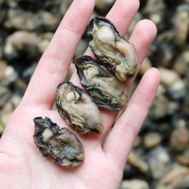 福建特产海蛎干海鲜干货生蚝干500g