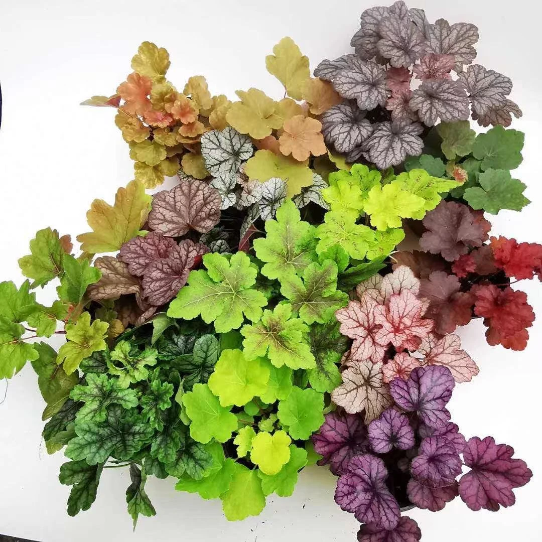 矾根草本植物韭菜多年生好养耐热耐冷￼四盆起拍基地原盆原土多盆