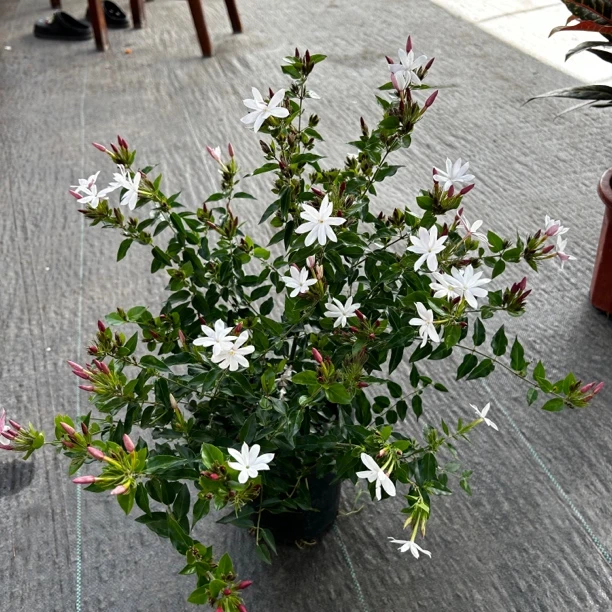 水苿莉 泰国素馨盆栽 很香的花 爬墙爬藤植物阳台多年生花卉耐晒