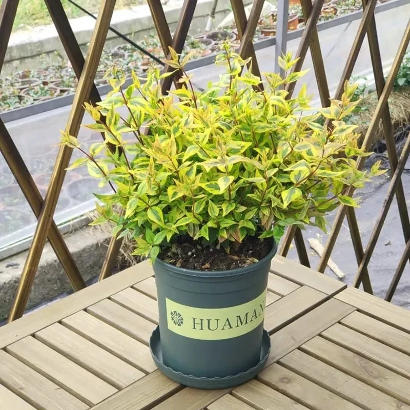 大花六道木韭菜，开花机器花期超长花灌木庭院植物，室内室外