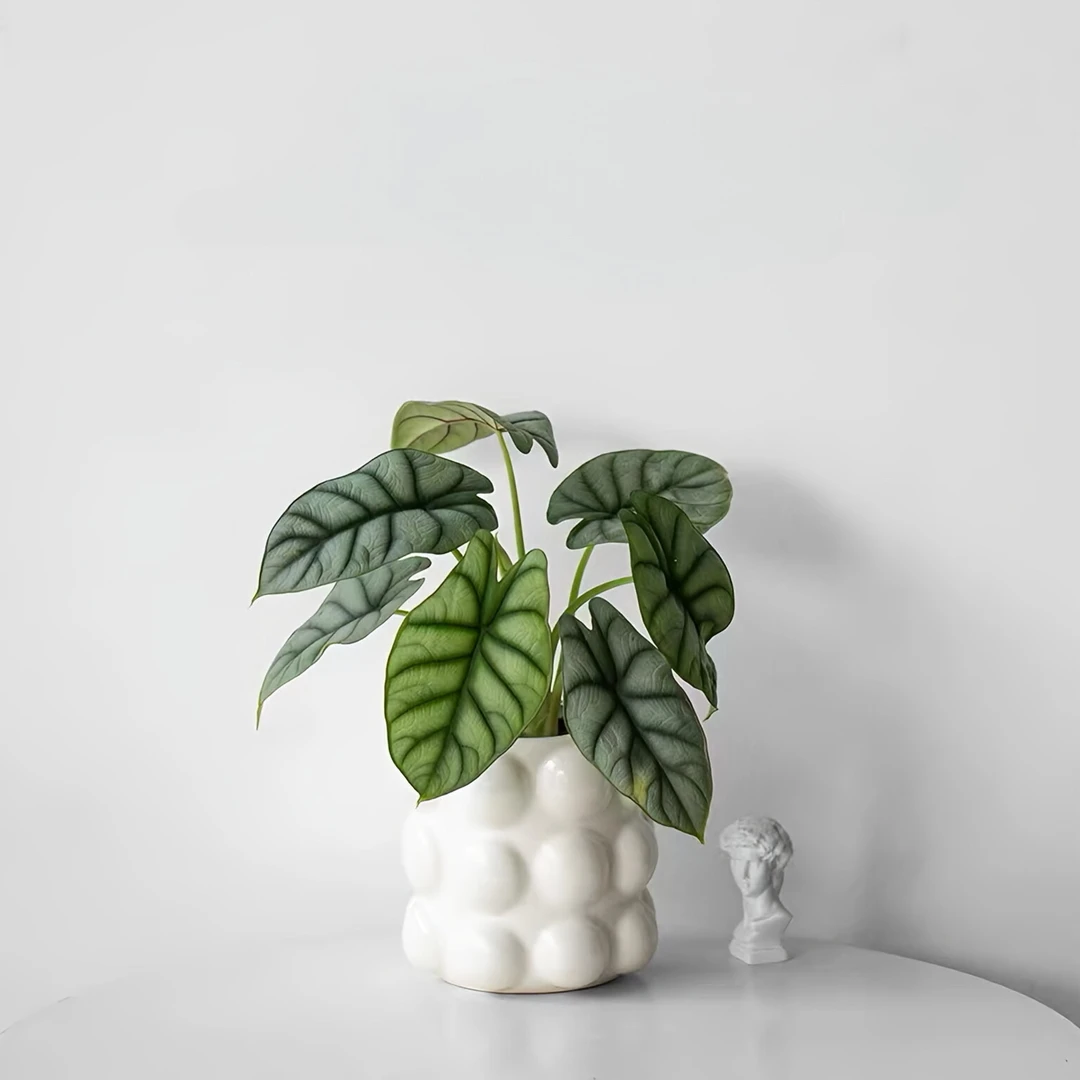 白犀牛海芋网红稀有观叶植物ins风办公室内盆栽观叶绿植好养活