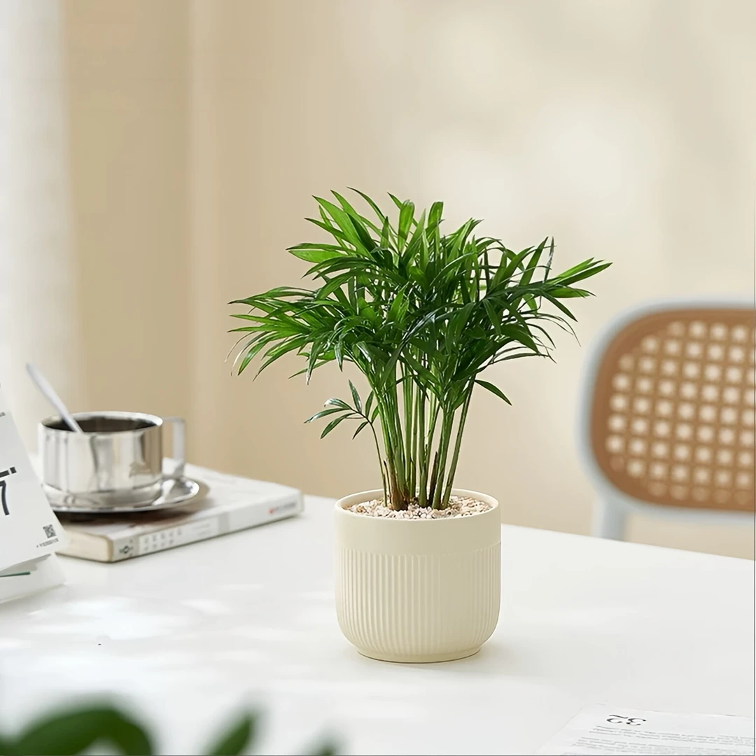 袖珍椰子富贵椰子盆栽盆景室内客厅办公室前台桌面绿色观叶植物