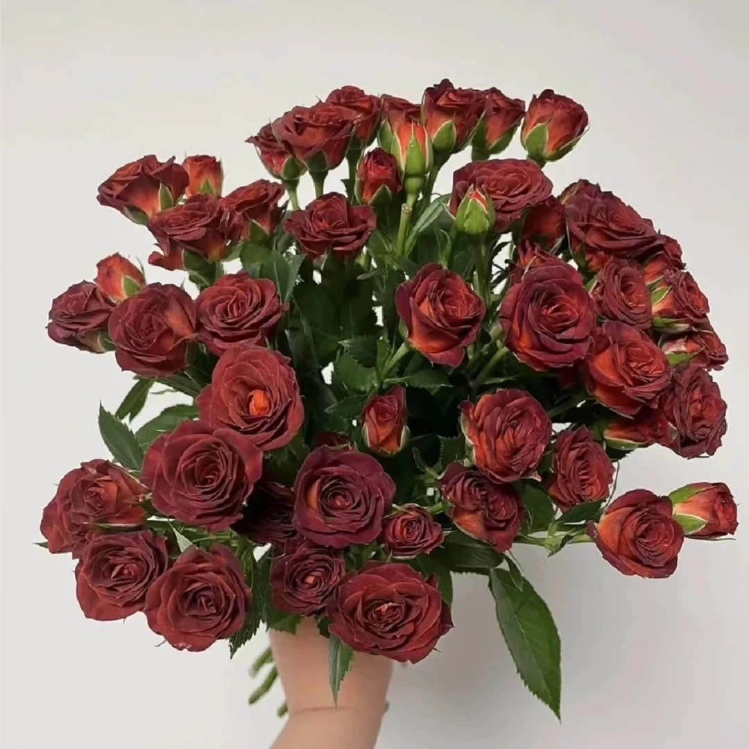 巧克力多头泡泡小玫瑰云南昆明丨全场鲜花任意两单或以上包邮发货
