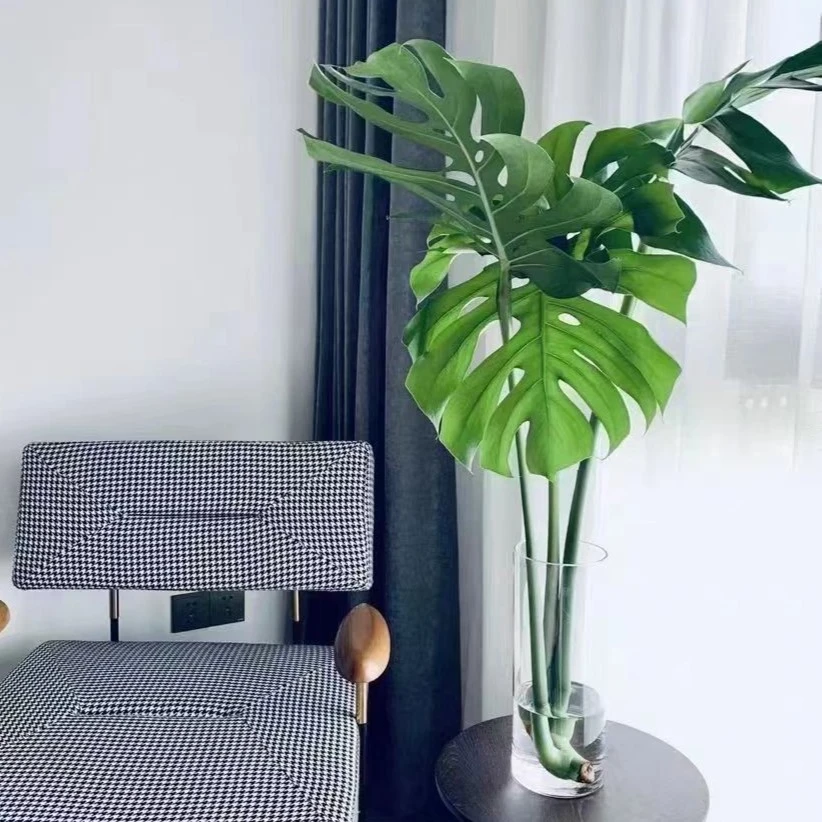 【加团拍一发二】老桩大型龟背竹开背水培大叶除甲醛室内绿植四季