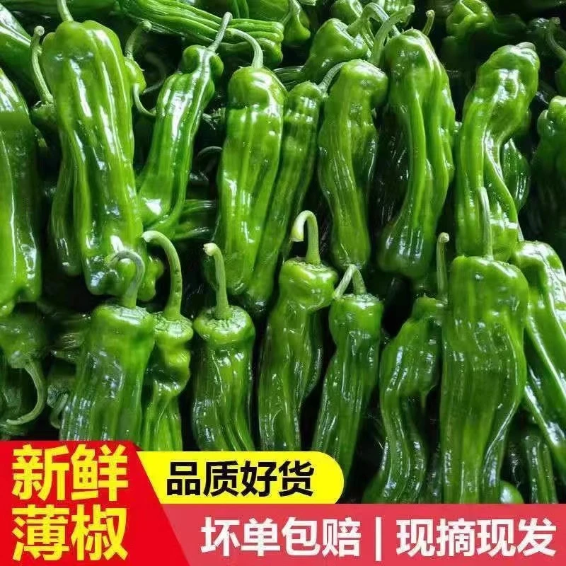 现摘新鲜青辣椒农家自种青椒剥皮椒微辣特色椒虎皮椒应季新鲜蔬菜