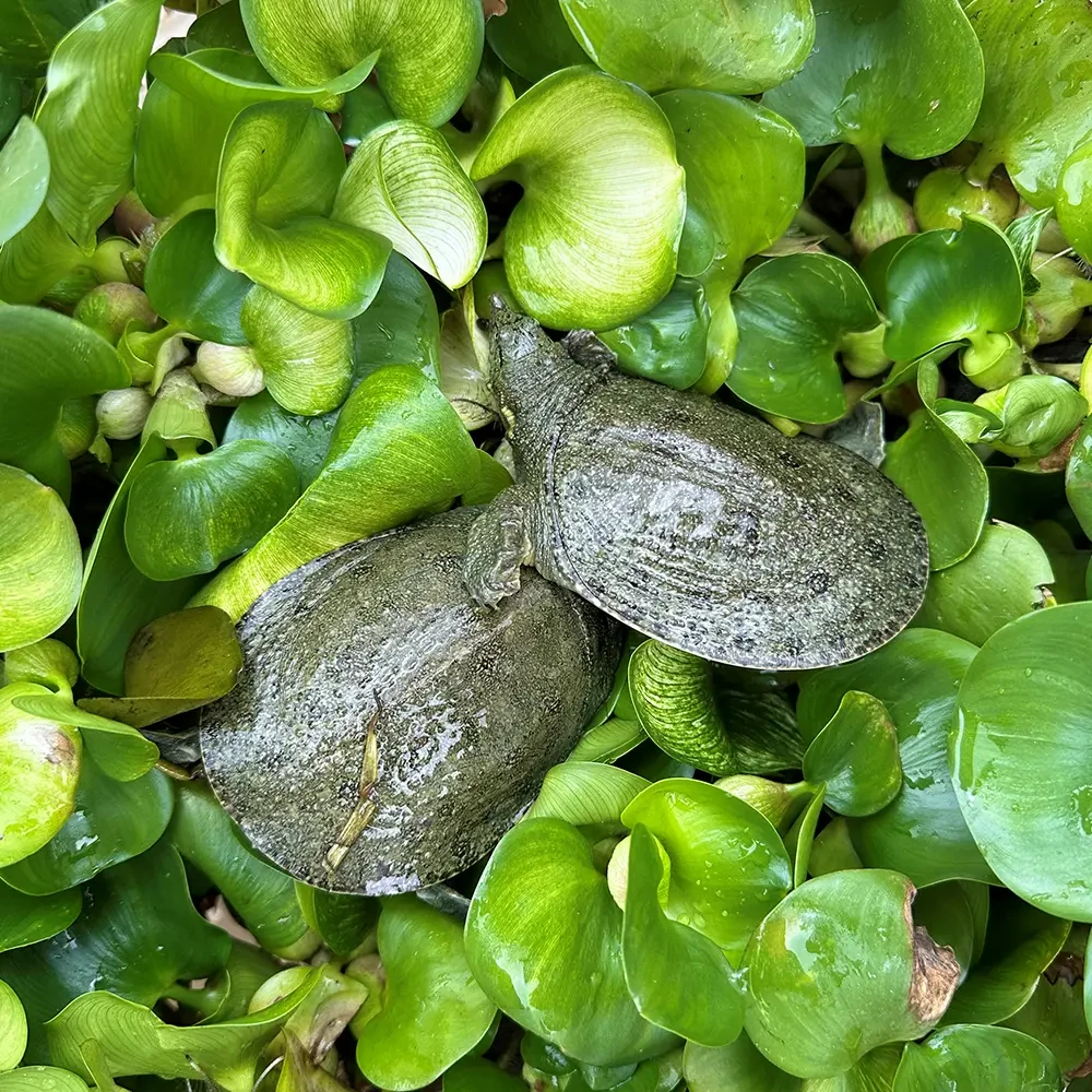 30-50克小甲鱼外塘冷水甲鱼苗养殖专用团鱼本地水鱼鳖甲鱼苗批发