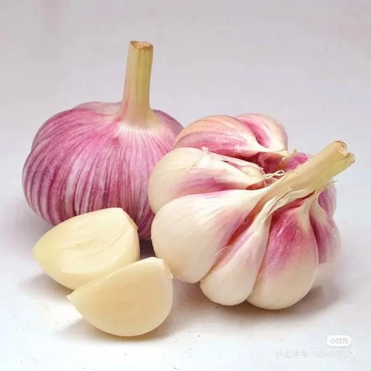 山东菏泽新鲜大蒜紫皮腌制糖醋蒜5斤装10斤装【现挖现发坏果包赔】