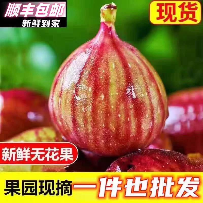 【顺丰空运-无花果】四川成都龙泉驿红皮无花果波姬红树熟采摘发货