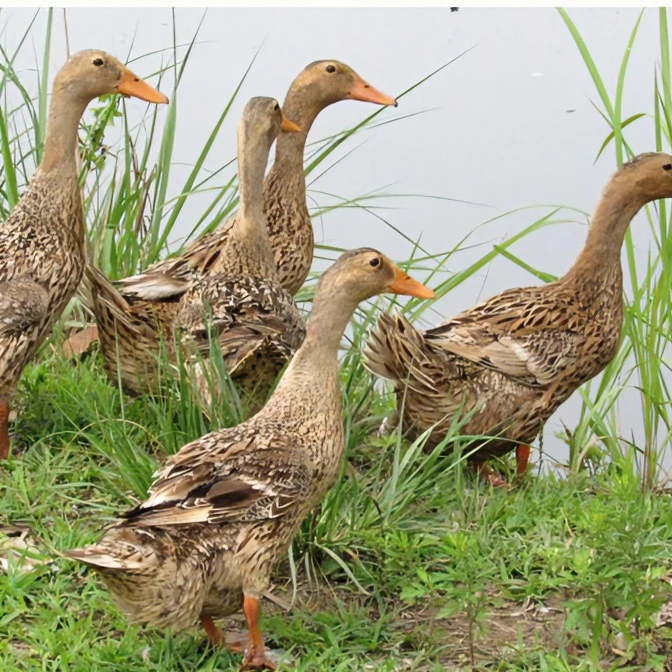 臻禽三宝套餐（1只鸭+1只鸡+1只鸽套餐）喂养