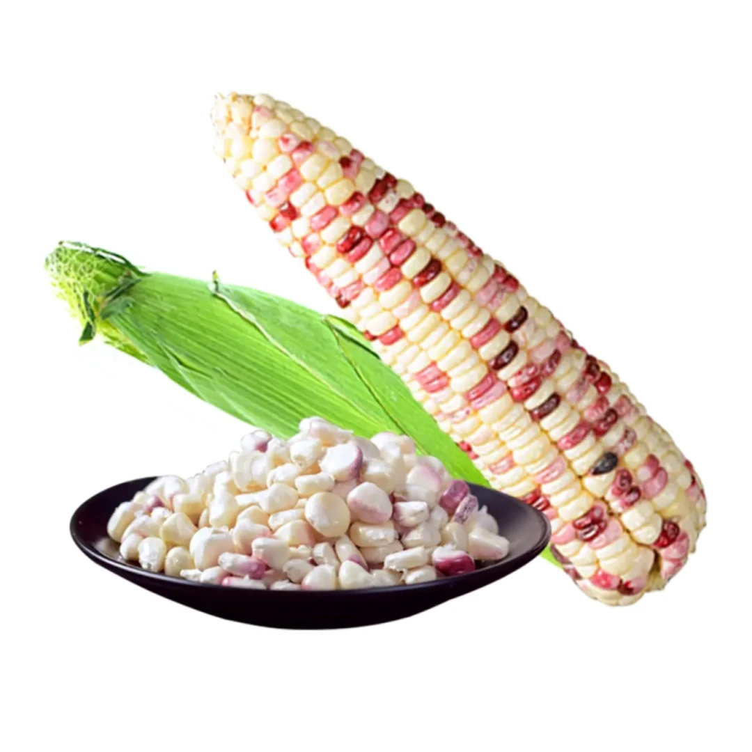 带壳崇明花糯玉米