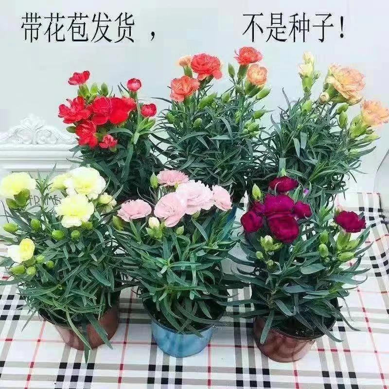 奥斯卡系列康乃馨盆栽带花苞发货绿四季开花室内阳台客厅绿植花卉