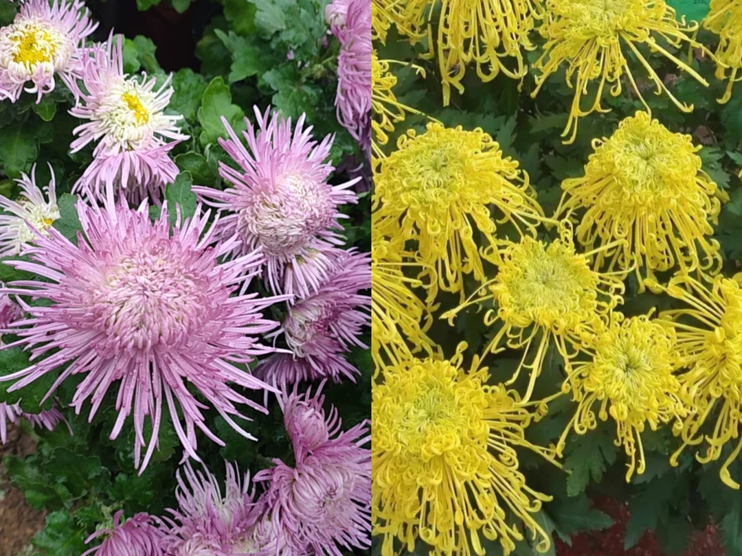 【金丝麦浪+粉精灵】九月粉菊花盆栽耐寒植物大花好养