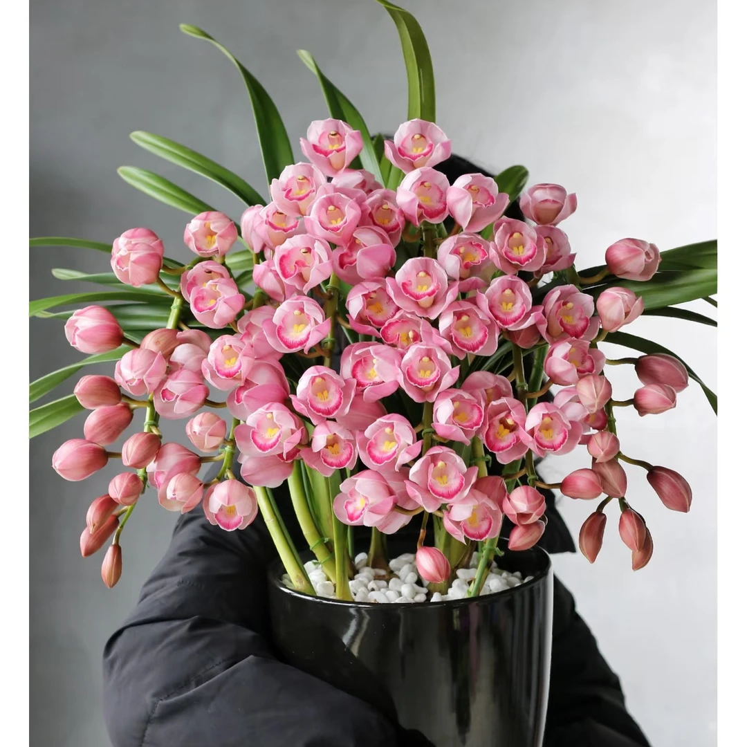 草莓露拱兰～仙露欲滴的蜜桃拱兰，巨型粉色瀑布，深粉浅粉一万种粉