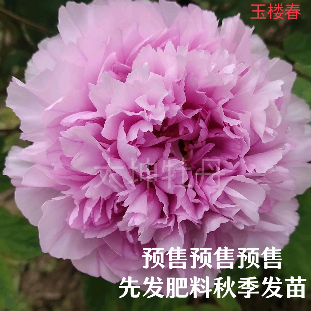 牡丹【玉楼春】秋季发苗