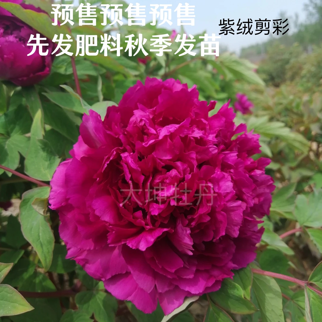 牡丹品种【紫绒剪彩】
