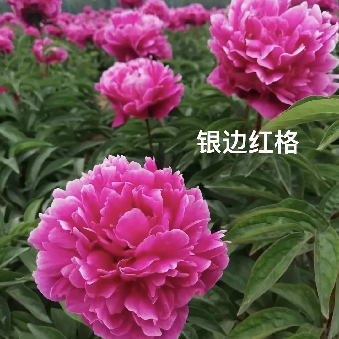 芍药品种【银边红阁】