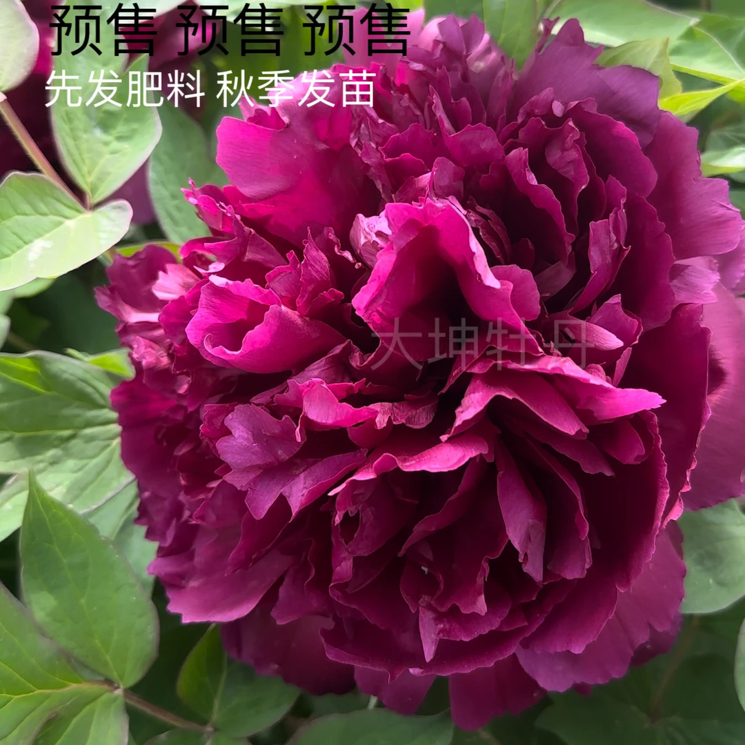 牡丹【气壮山河】秋季发苗