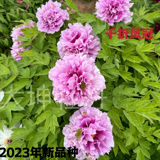 2023年新品【千折凤冠】先发肥料秋季发苗
