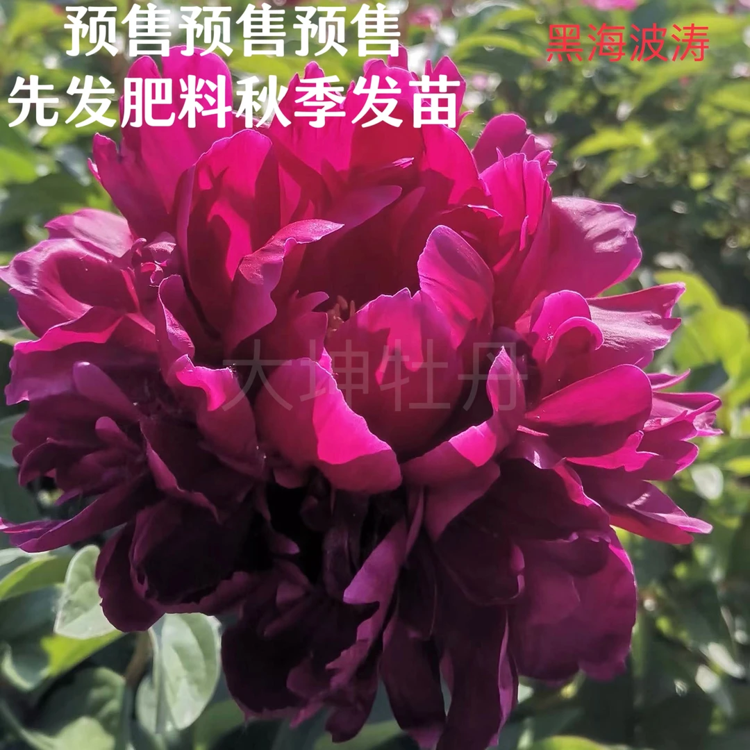 芍药【黑海波涛】先发肥料秋季发苗