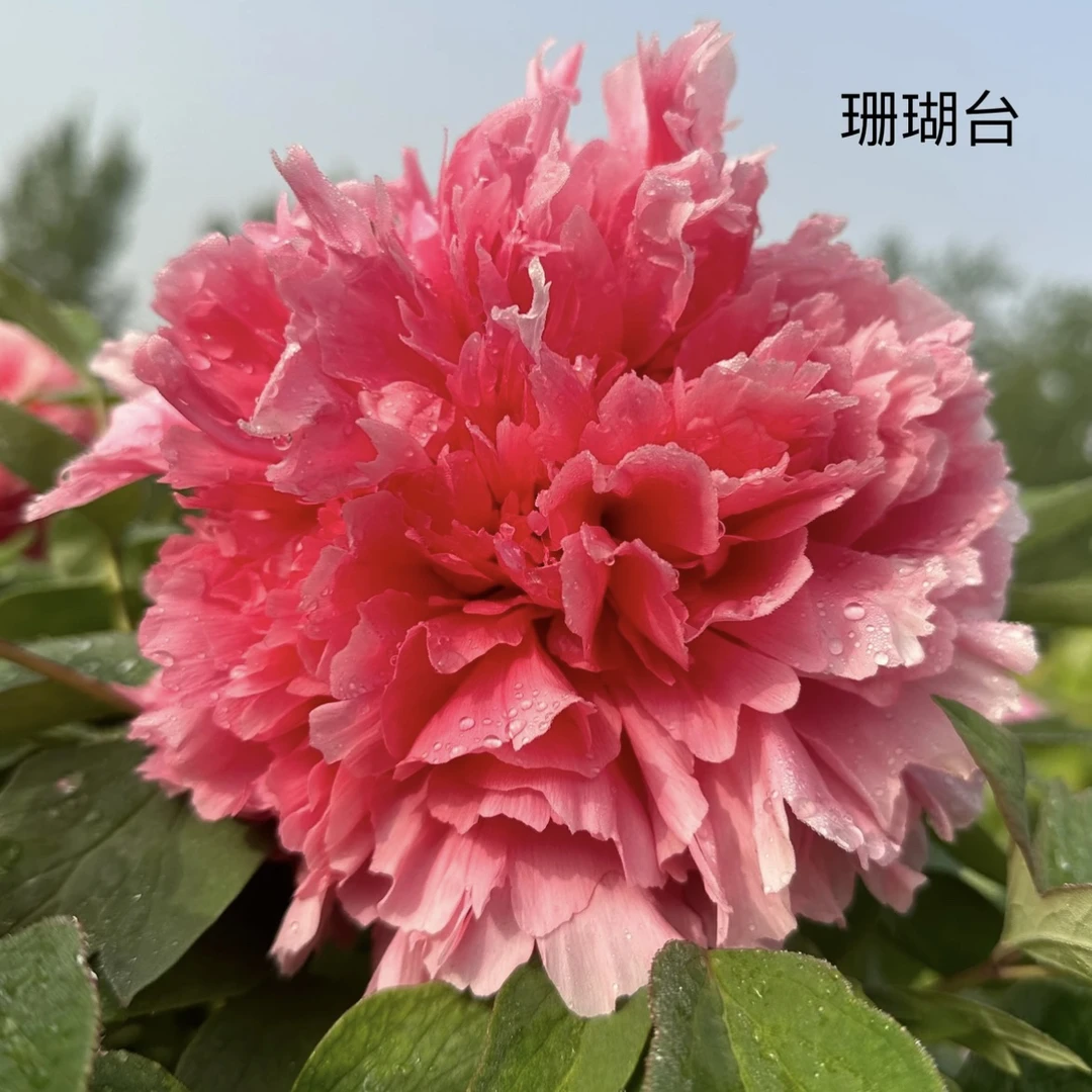 牡丹【珊瑚台】菏泽发货