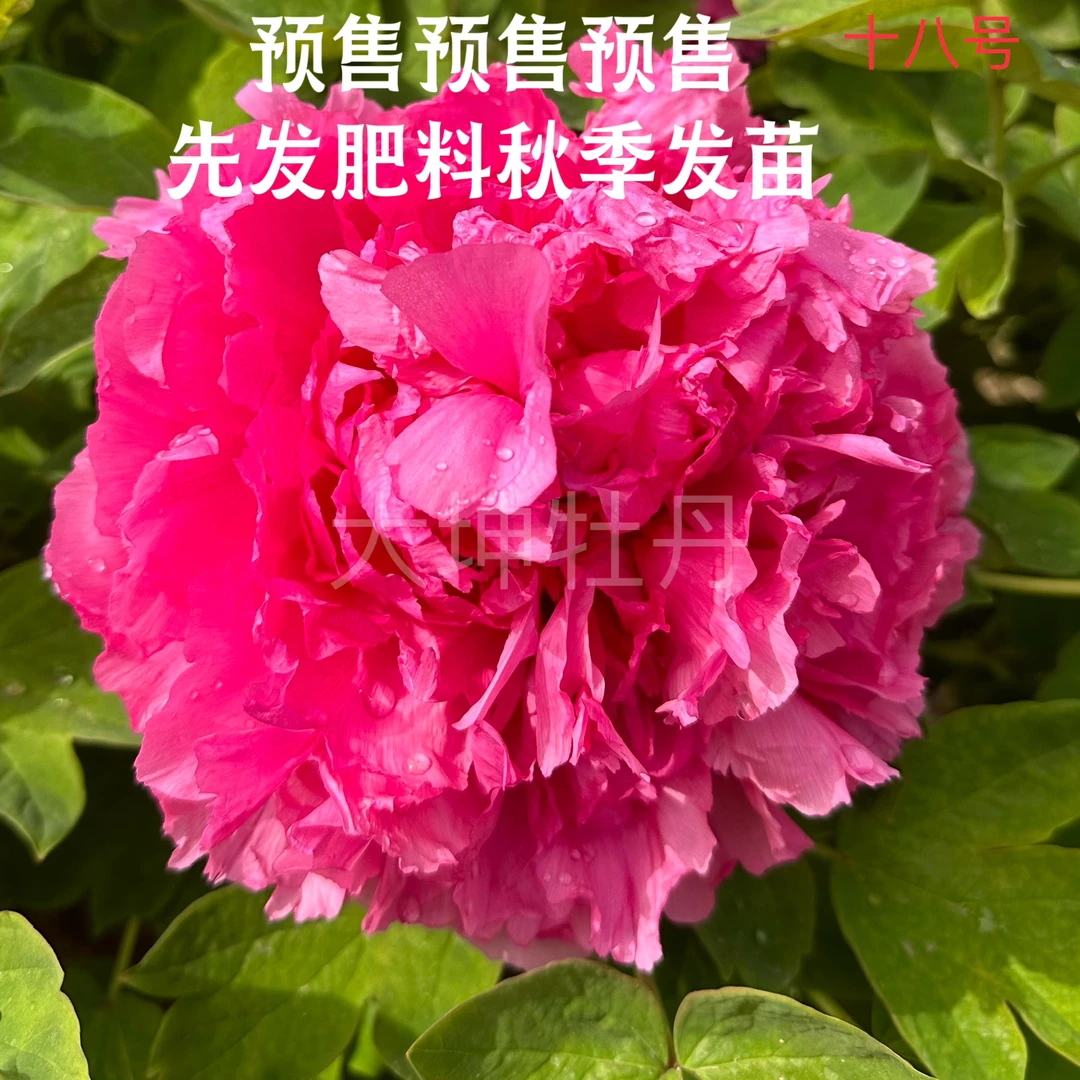 牡丹【十八号】秋季发苗