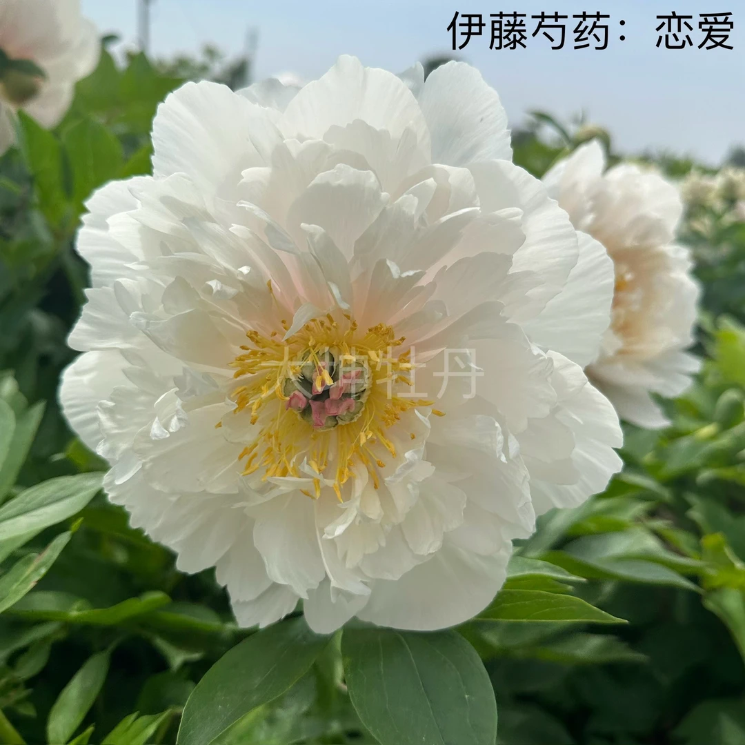 伊藤芍药【恋爱】先发肥料秋季发苗