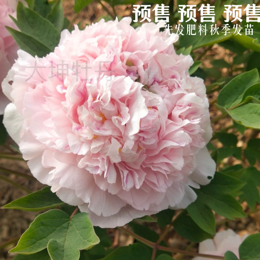 牡丹品种【百园粉】