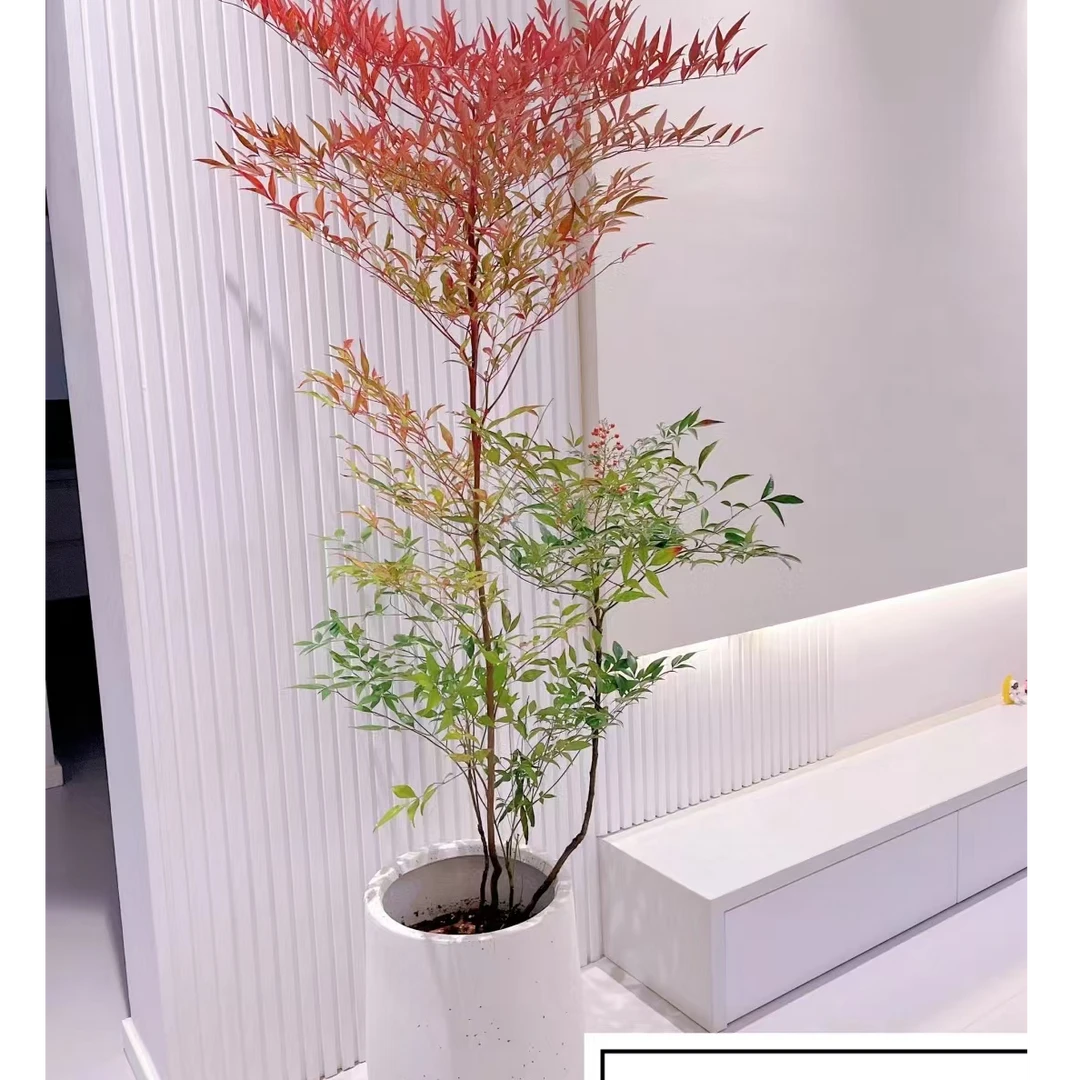 火焰南天竹盆栽地栽好样室内室外意境