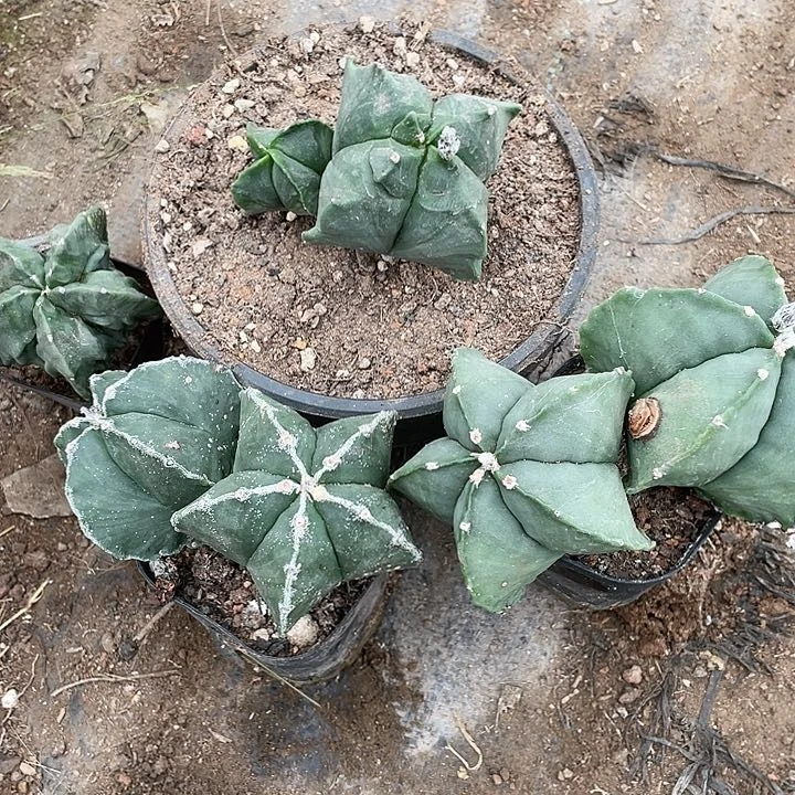 秋***?组合仙人球一物一拍