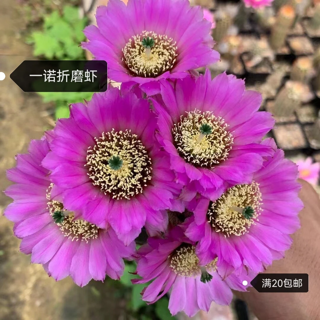 大花折磨虾仙人球