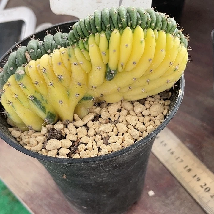 多闻柱坠化锦仙人球一物一拍257