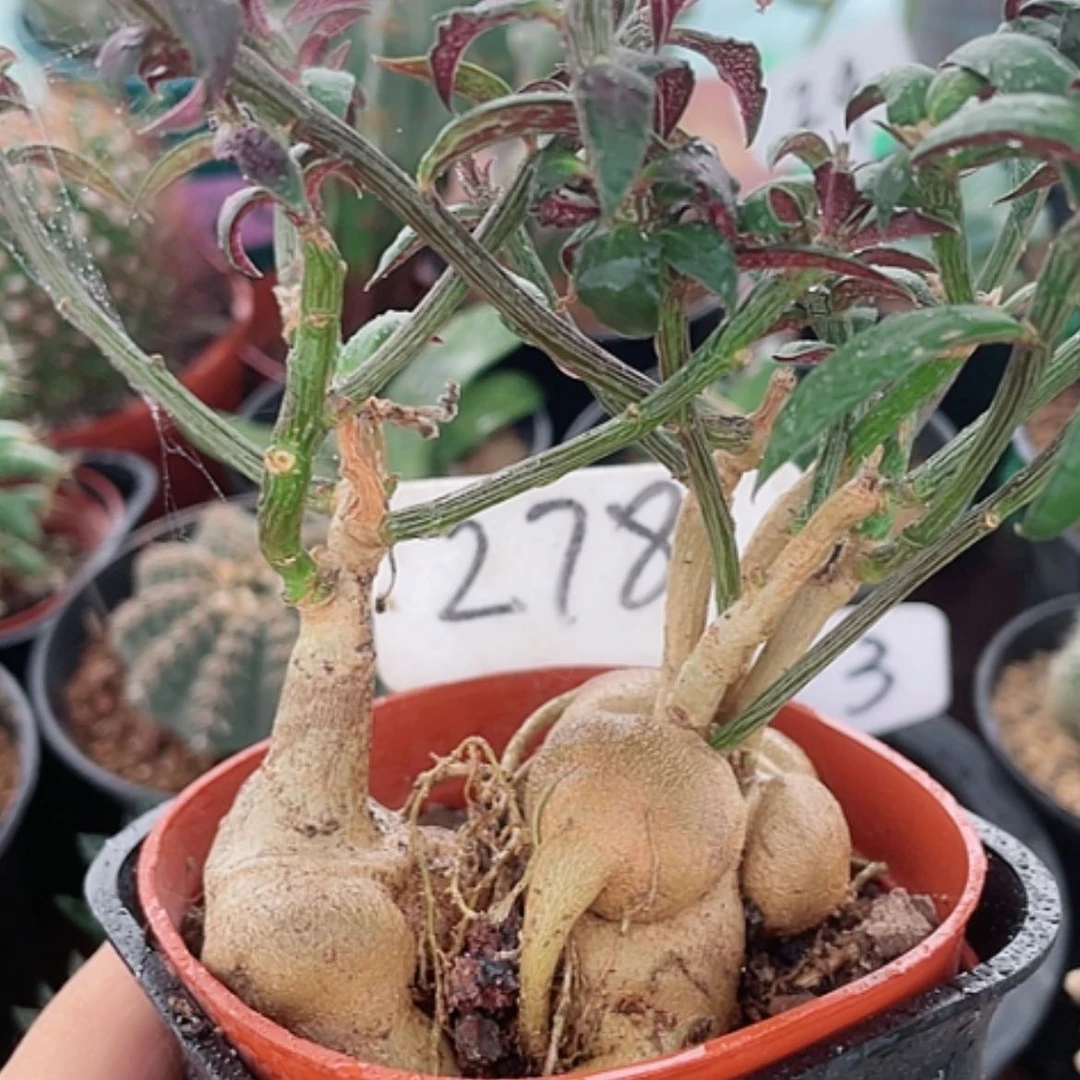 【闪购商品】人生大吉块根278