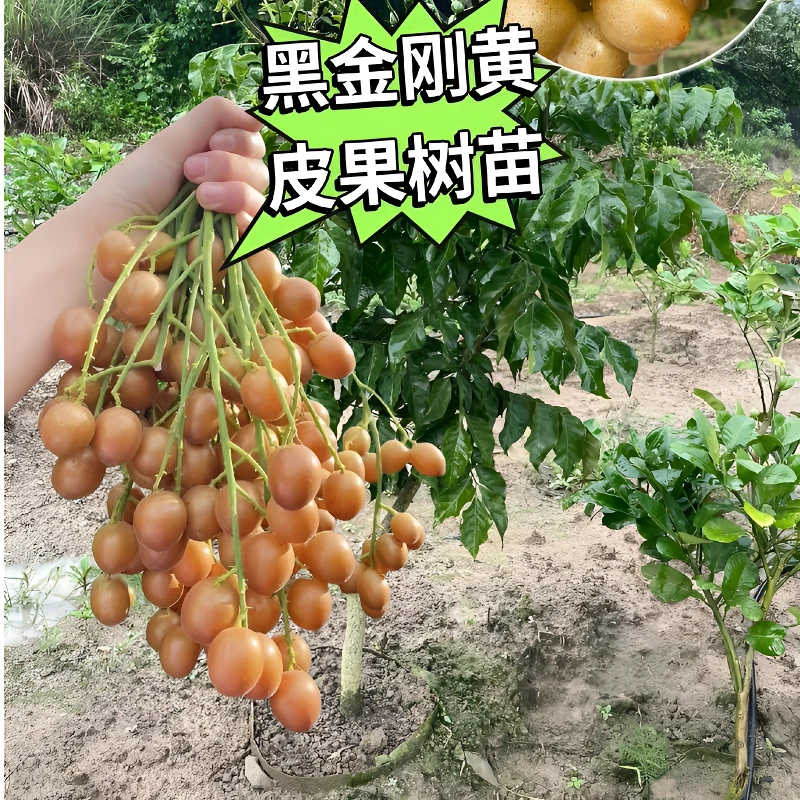黑金刚黄皮 黄皮果 鸡皮果 树苗
