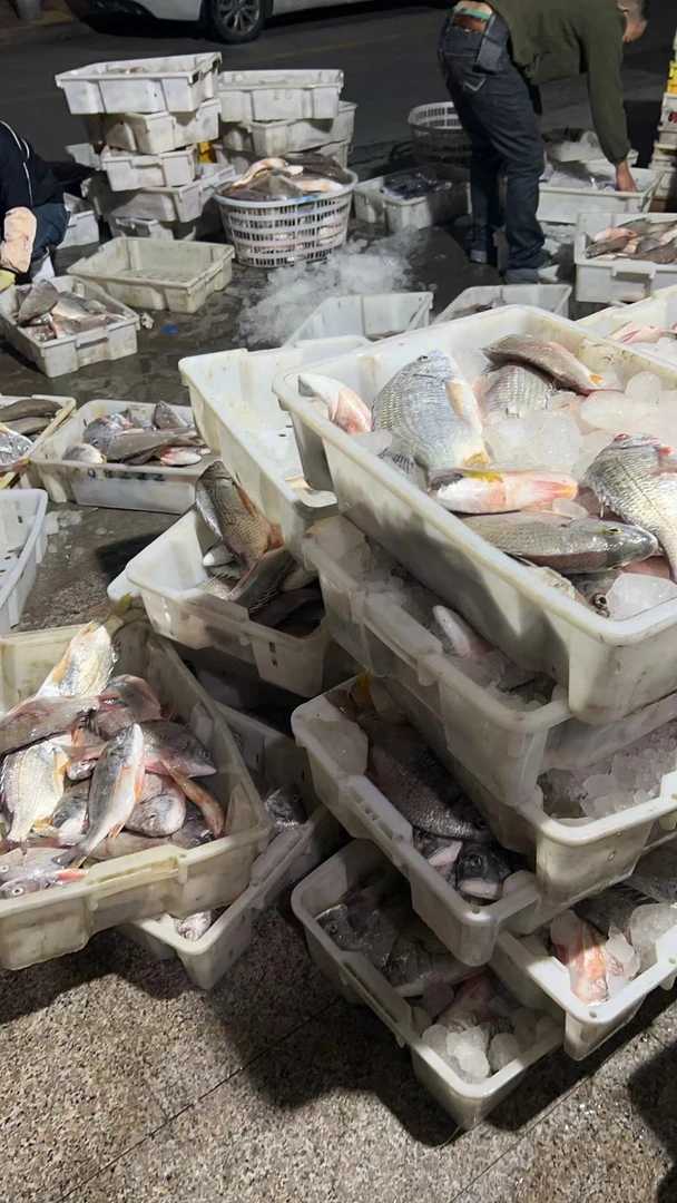 ｛小阿姨推荐｝福建本港黄翅