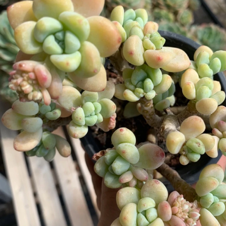 【全疆包邮】劳尔精控小老桩