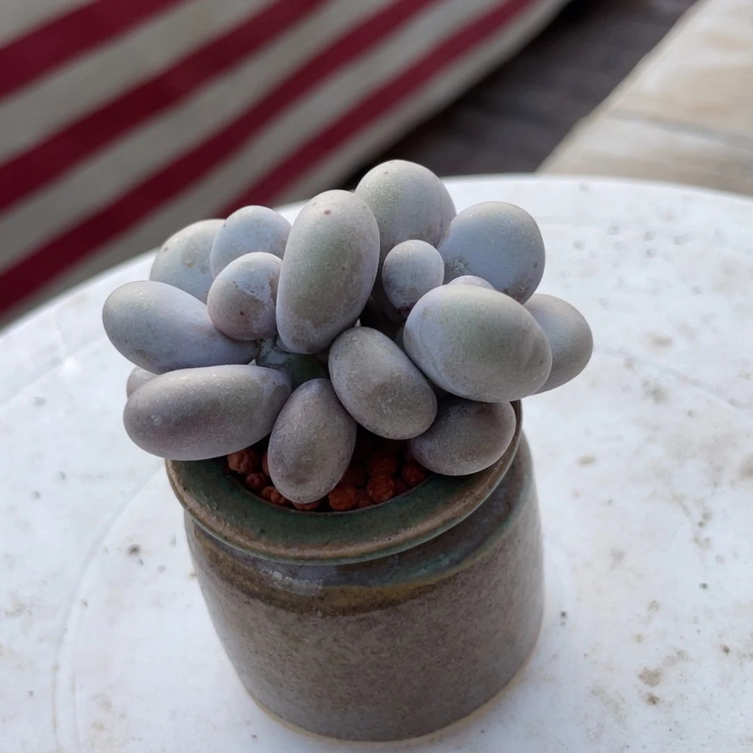 文****a奶酪新疆包邮多肉18.8