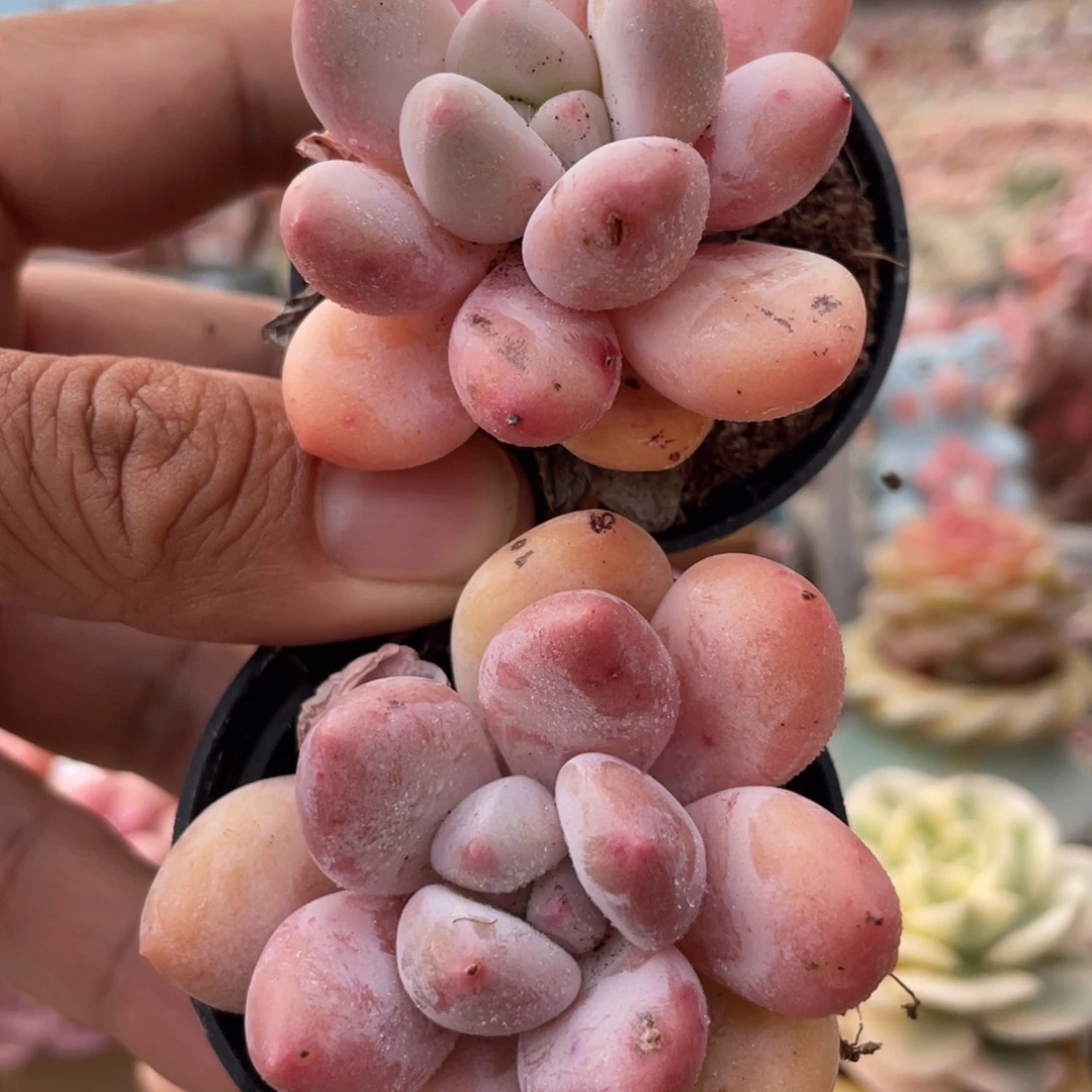 香水2颗新疆包邮多肉18.8