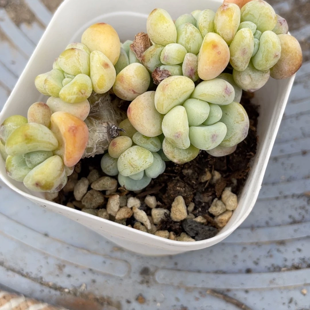 _****_劳尔新疆包邮多肉6.8多肉