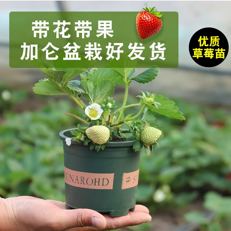草莓苗盆栽带花带果现挖带土带盆阳台室内外南北方果树苗当年结果
