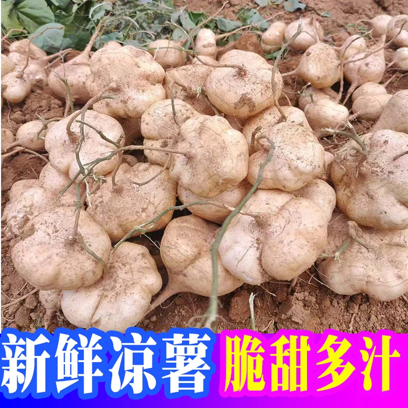 新鲜现挖沙地凉薯1/3/5/9斤白地瓜脆甜多汁沙葛薯地萝卜