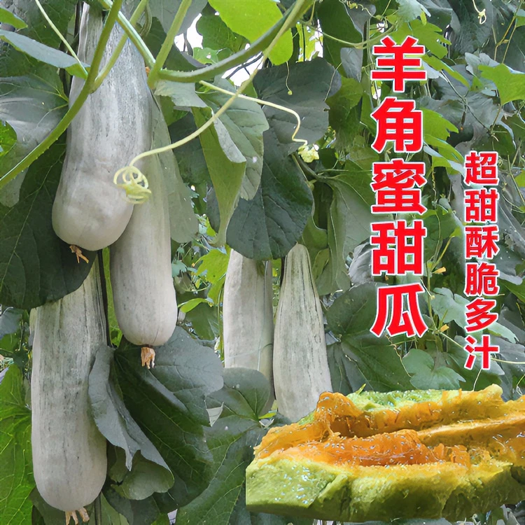 羊角蜜甜宝苗白甜瓜蔬菜榴莲瓜果苗适合家庭庭院种植苗圃蔬菜秧苗