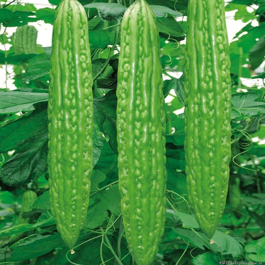 苦瓜苗苦瓜蔬菜瓜果苗适合庭院家庭花园种植苦瓜苗带土蔬菜秧苗