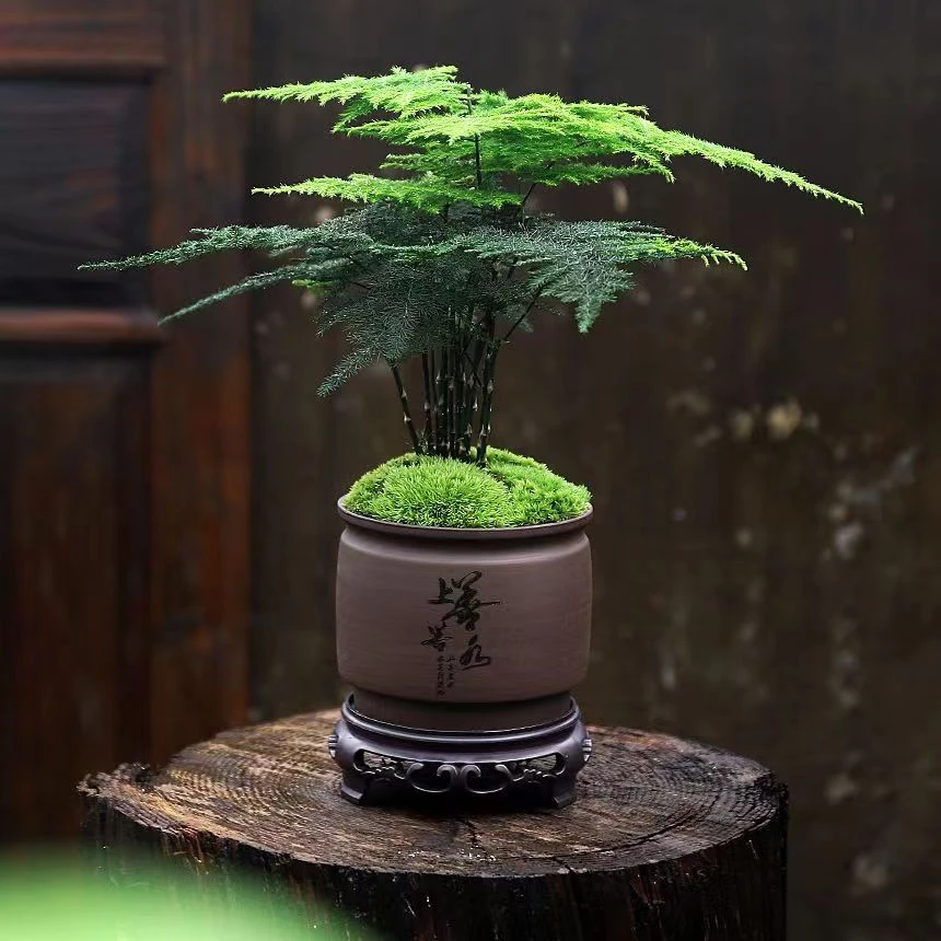 造型盆栽植物室内花卉绿植办公室净化空气创意小盆景四季常青文竹