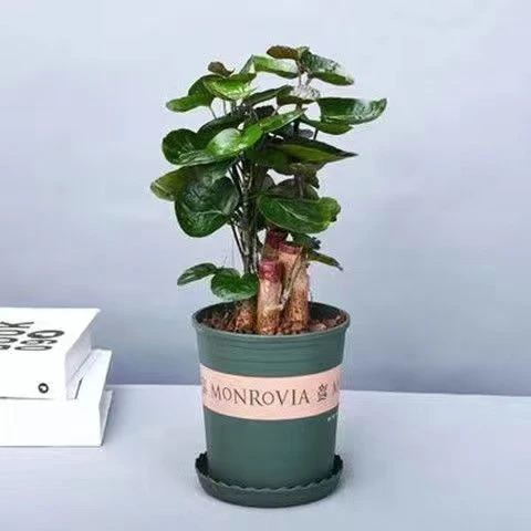 金钱兜金钱树发财树盆栽绿植花卉室内客厅阳台好养植物四季常绿