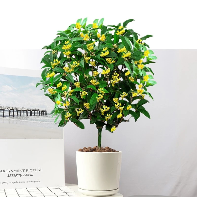 四季桂花树盆栽月桂开花带香味阳台室内外非常好养庭院花卉绿植